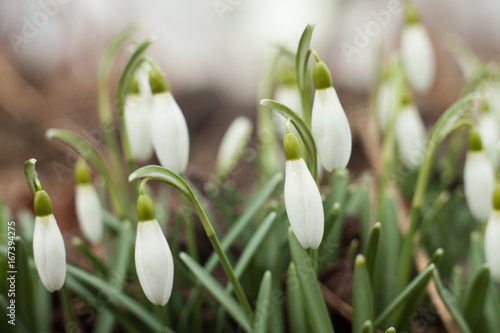 Beautiful snowdrops. The first sign of spring. The snow-white flowers in the shape of a bell.