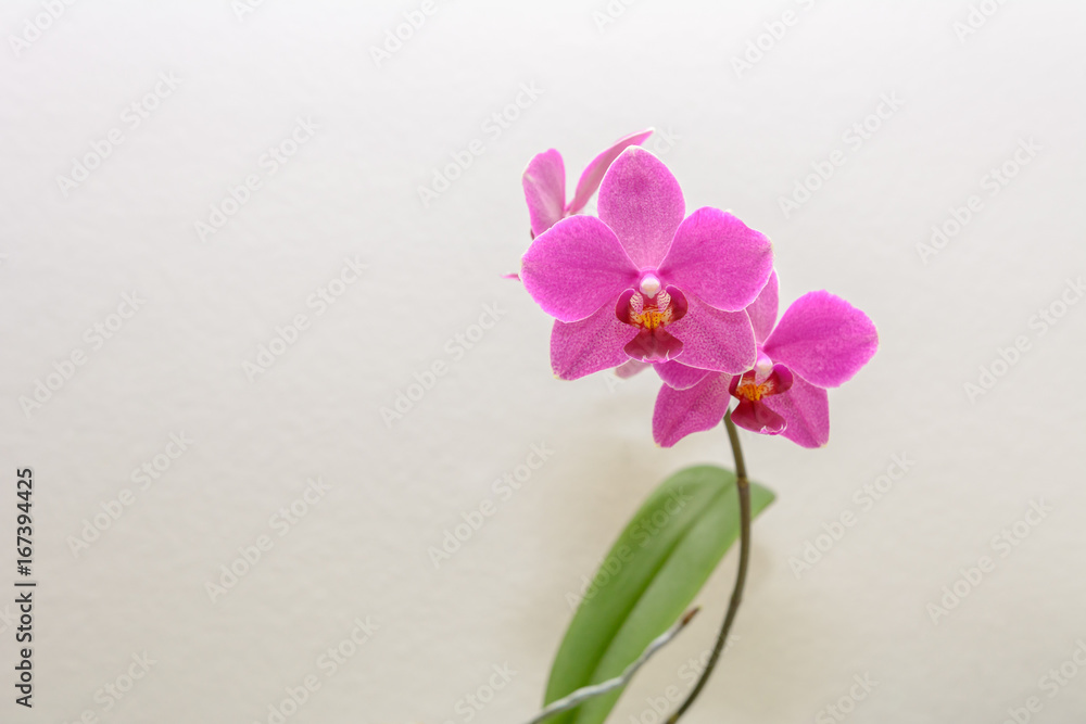 Obraz premium Orchidee Grußkarte mit textfreiraum