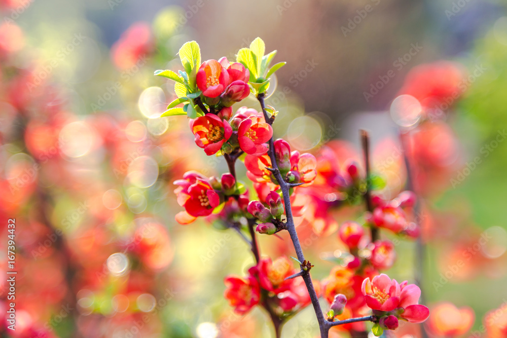 Beautiful red flowers of blossoming Flowering Quince in sunny spring day at city park Beautiful red flowers of blossoming Flowering Quince in sunny spring day at city park