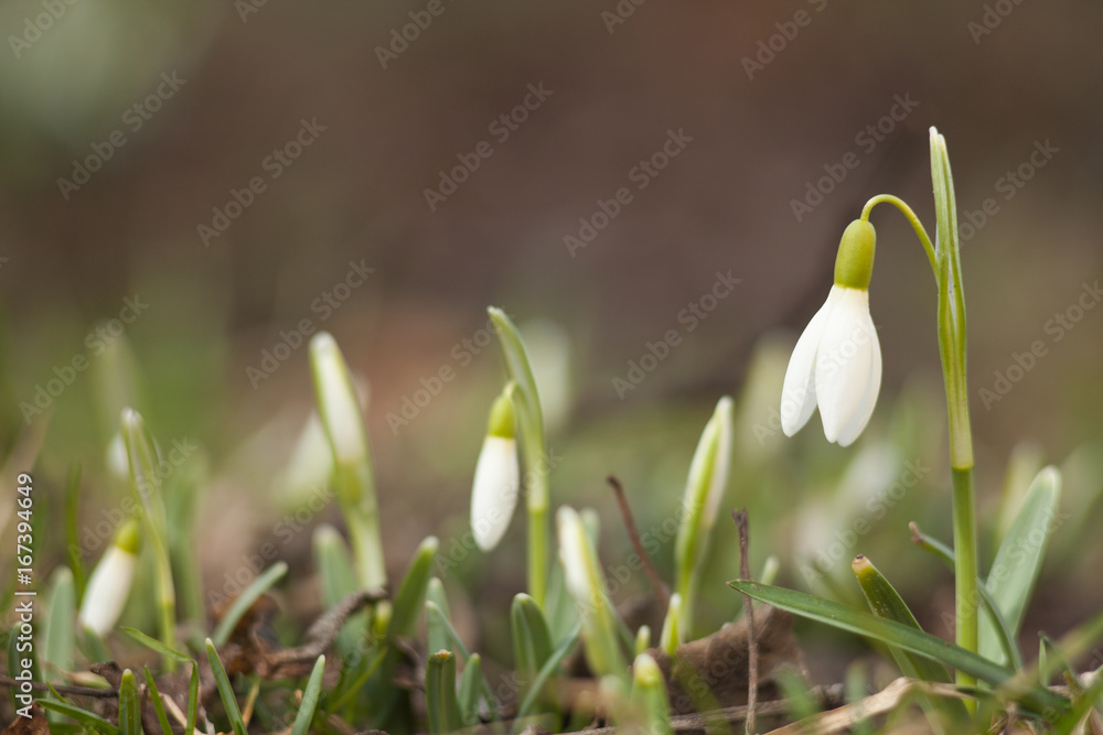 The first sign of spring. Small white single snowdrop bell. The first sign of spring. Small white single snowdrop bell.