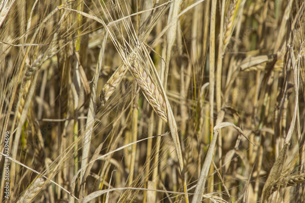 Rye field. Ears of golden rye close up. Beautiful Nature Sunset Landscape. Rural Scenery under Shining Sunlight. Background of ripening ears of meadow rye field. Rye field. Ears of golden rye close up. Beautiful Nature Sunset Landscape. Rural Scenery under Shining Sunlight. Background of ripening ears of meadow rye field.