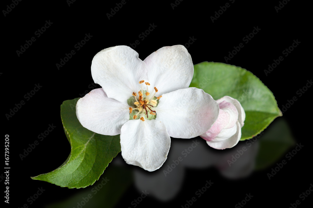 Obraz premium White flower apple tree isolated on pure black background.