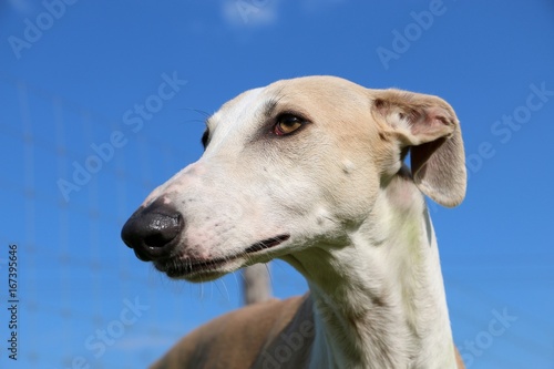 Konstfotografi windhund  portrait