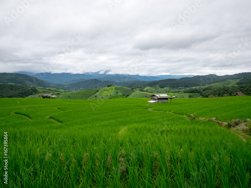 Wallpaper Mural Rice terrace in Chiangmai Thailand Torontodigital.ca