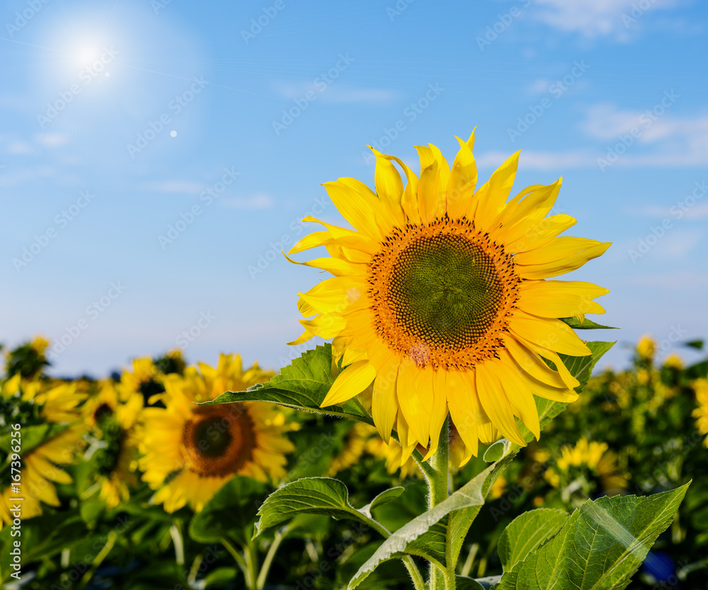 Sunflower bloom on a beautiful blue sky. Sunflower bloom on a beautiful blue sky.
