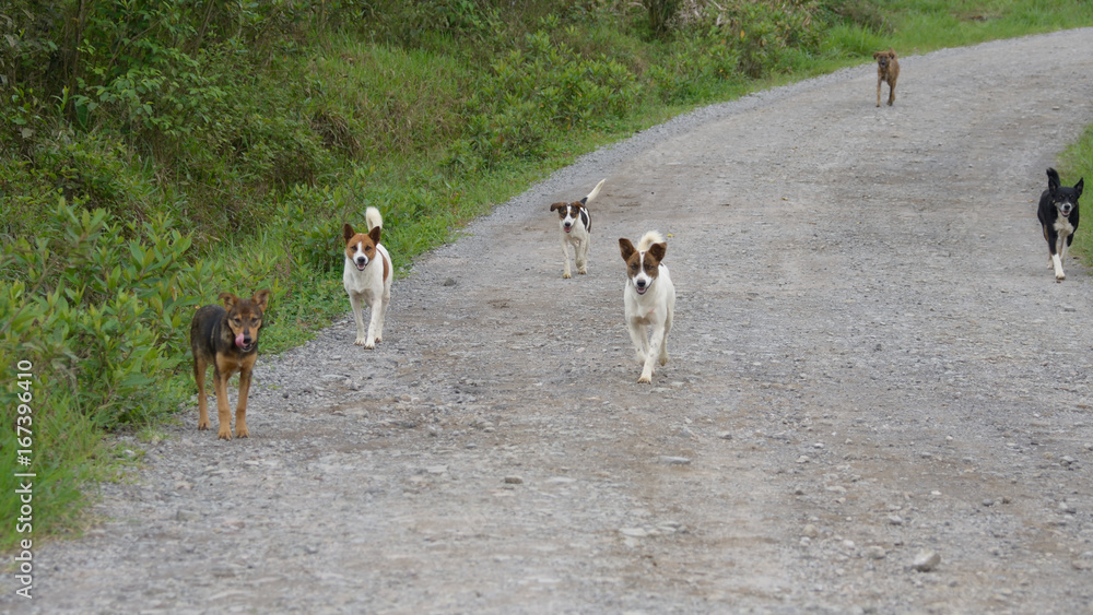 Fototapeta premium Pack of Dogs