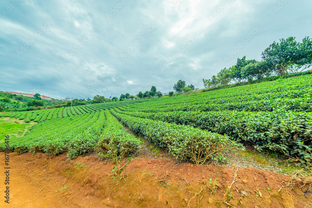 Obraz premium The tea plant in Lam Dong Vietnam