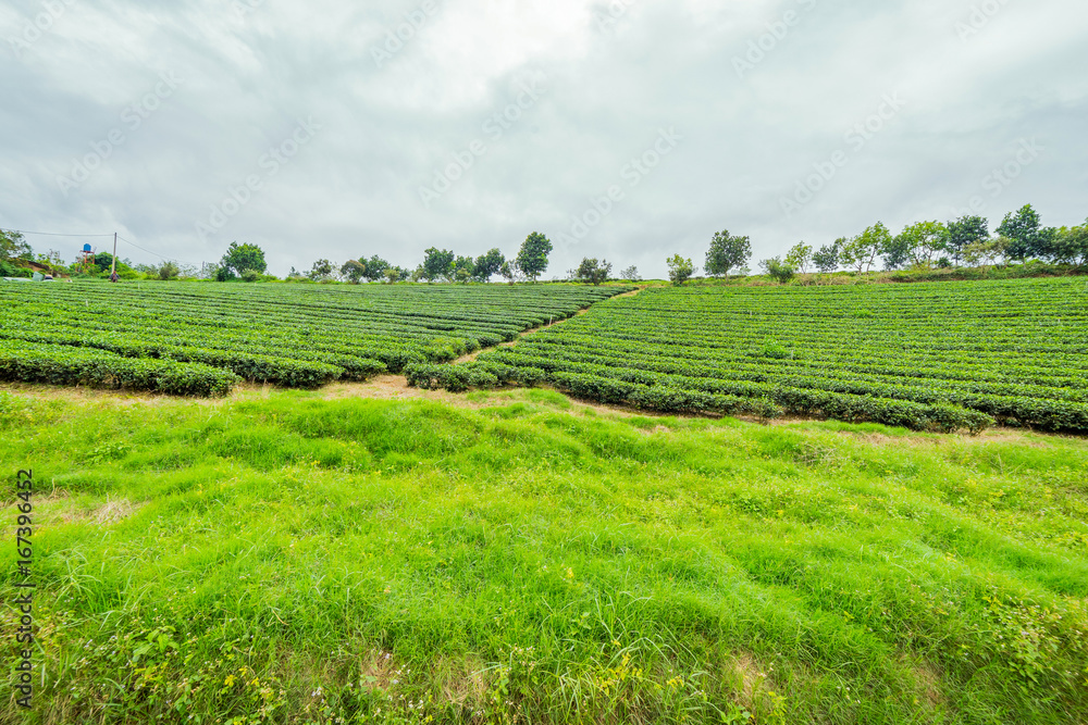 Green tea field in Lam Dong Viet Nam