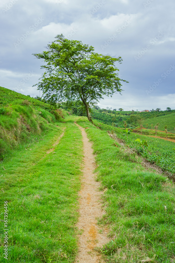 Single road in grass field