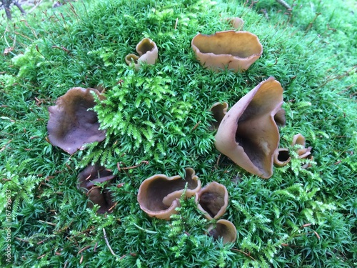  Pilz wächst im Wald / Becherling photo