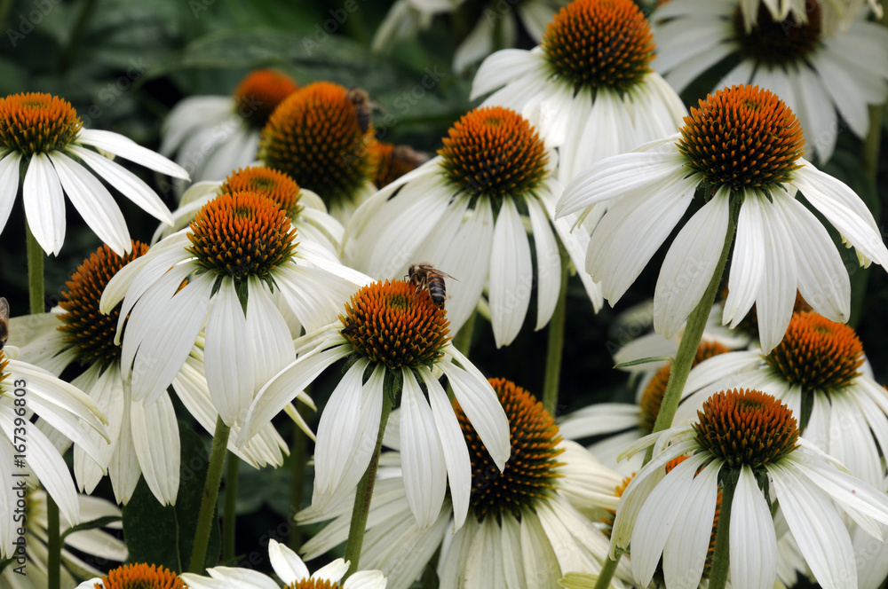 Obraz premium weiße Sonnenhüte mit Bienen
