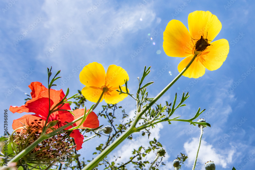 Obraz premium wanze auf wildblume