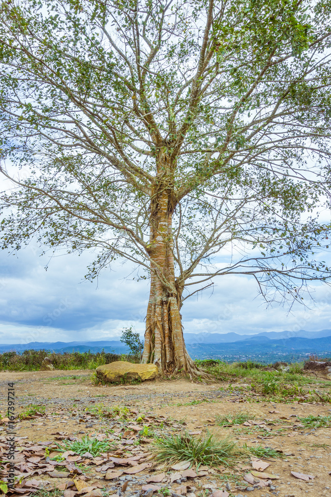 One big tree One big tree
