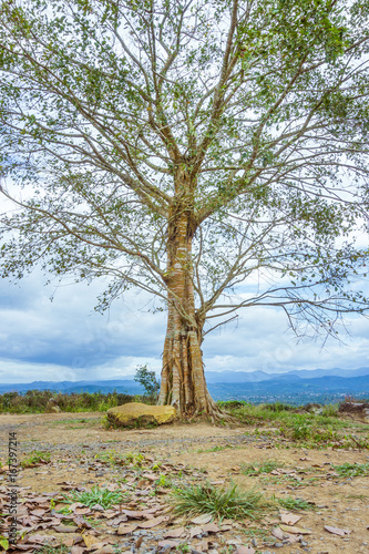 One big tree