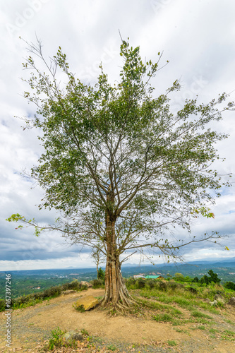 Fototapeta Naklejka Na Ścianę i Meble -  The tall tree. HDR