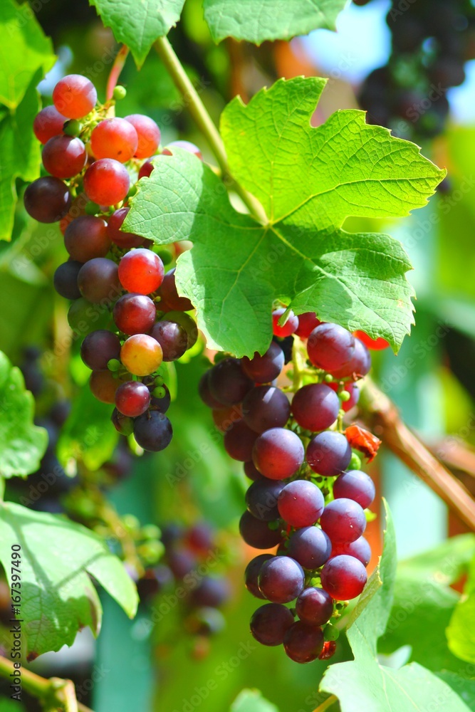 Purple grapes cluster riping in german vineyard. Vine grape in garden. Purple grapes cluster riping in german vineyard. Vine grape in garden.