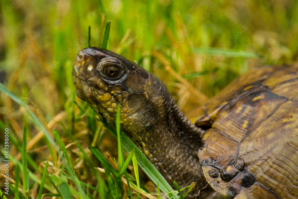 The Box Turtle