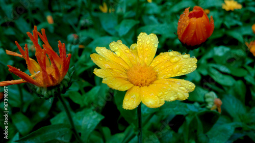 Yellow flower and two orange flowers under the rain