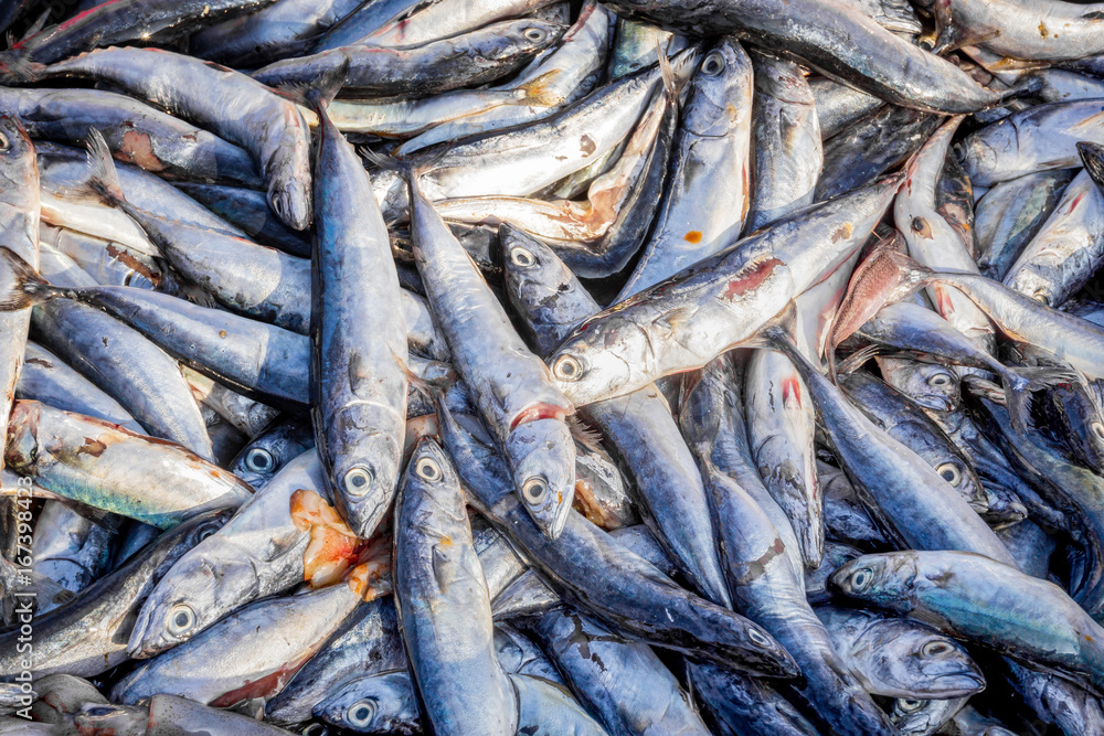 Group of fresh fish in market