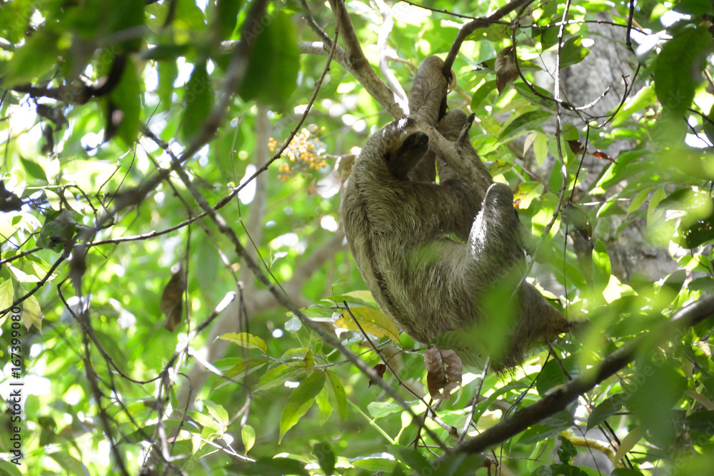 Three-Toed Sloth Three-Toed Sloth