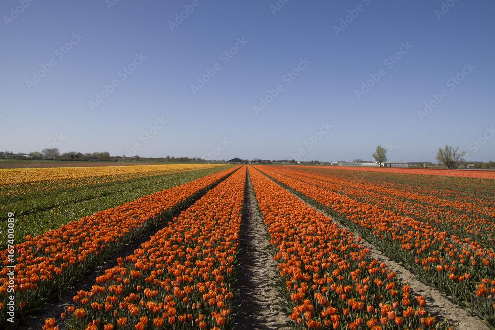 Coloful tulip field and blue sky. Beautiful outdoor scenery in the Netherlands, Europe.