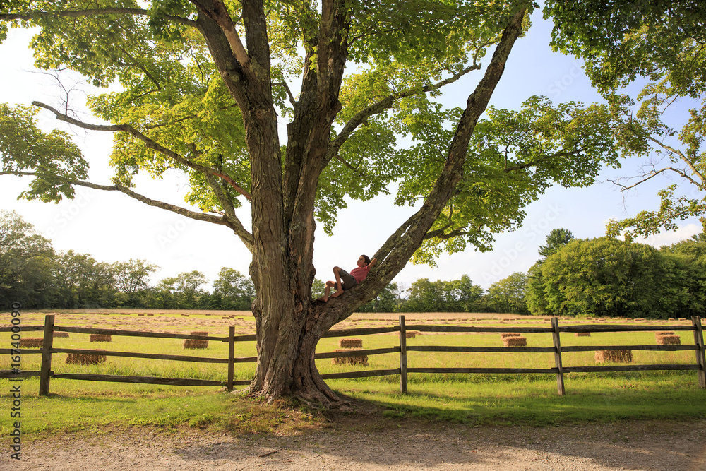 Boy lies on a tree in countryside. kid alone dreams on an old tree