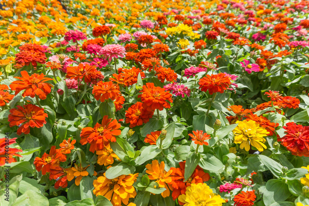 Colorful flowers in the park