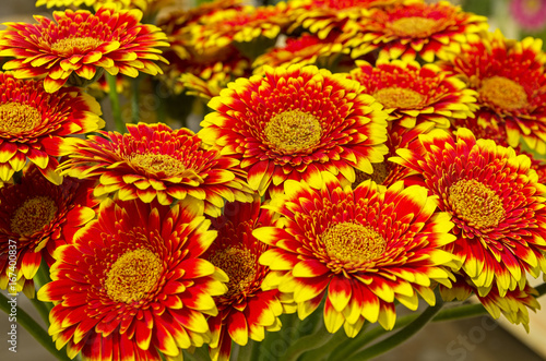 Red-yellow gerberas.