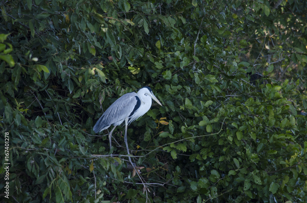 Fototapeta premium Asas