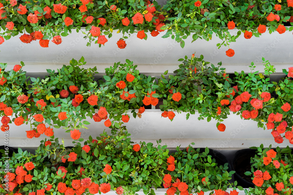 Fototapeta premium The red flowers in the garden