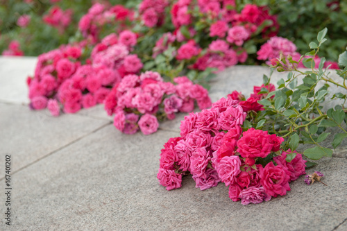 Pink roses growing in the gardens of Pechersk Lavra Monastery in Kiev, Ukraine. Shot with soft evening light. Lots of summer roses photo