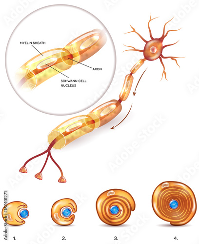 Neuron anatomy 3d illustration close up and myelin sheath formation around axon  photo