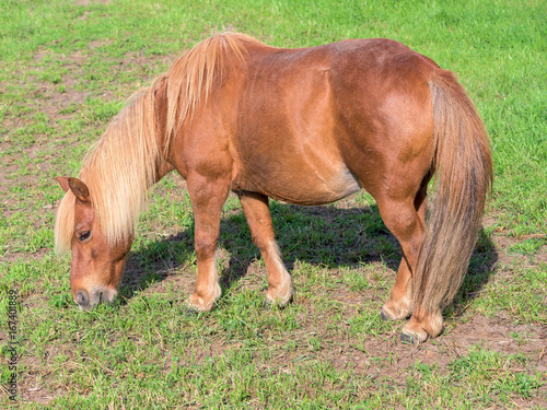 Obraz na plátně Kleines Pferd auf der Weide
