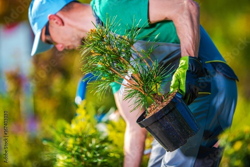 Photography Planting New Trees