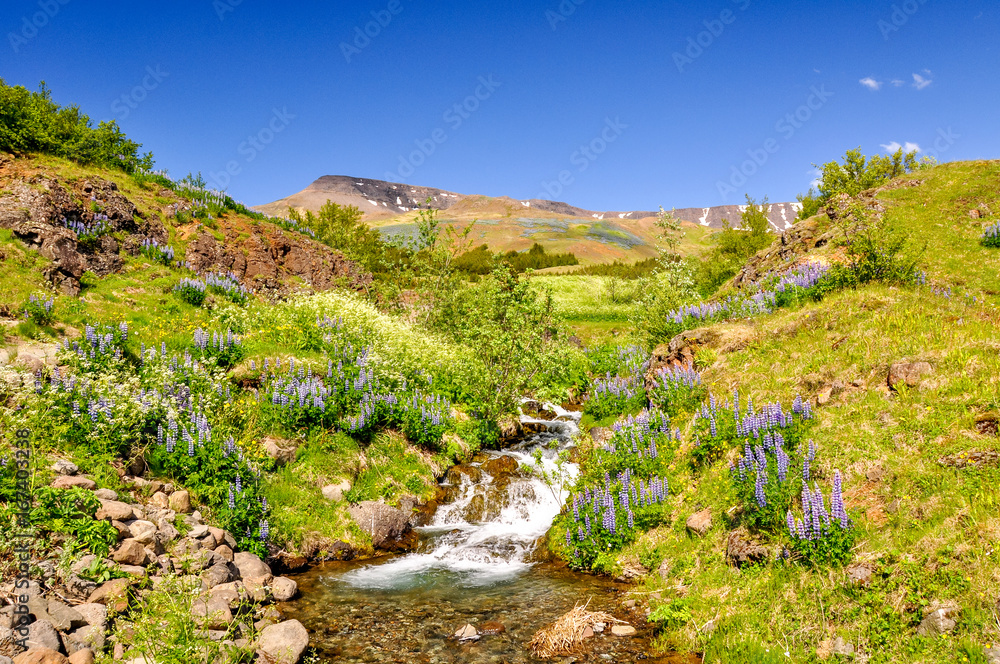 stunning Icelandic summer landscape with a beautiful mountain river in the Esja mountain range, 10 km north of Reykjavik, the capital of iceland. Sunny day and flourishing landscape. stunning Icelandic summer landscape with a beautiful mountain river in the Esja mountain range, 10 km north of Reykjavik, the capital of iceland. Sunny day and flourishing landscape.