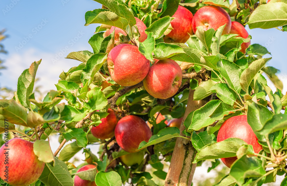 Reife Äpfel im Spätsommer Reife Äpfel im Spätsommer