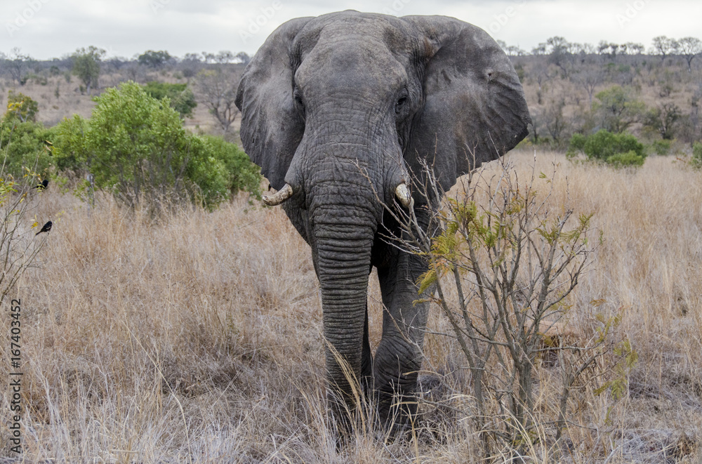 Elephant 6 - reservation Sabi Sands - South Africa