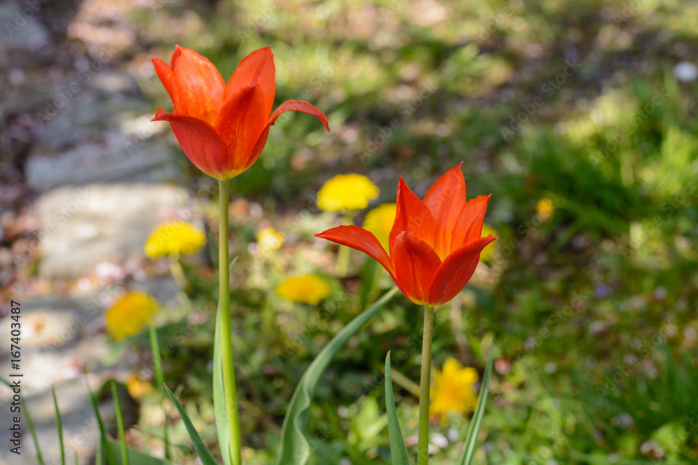 rote Tulpen und Löwenzahn im Garten rote Tulpen und Löwenzahn im Garten