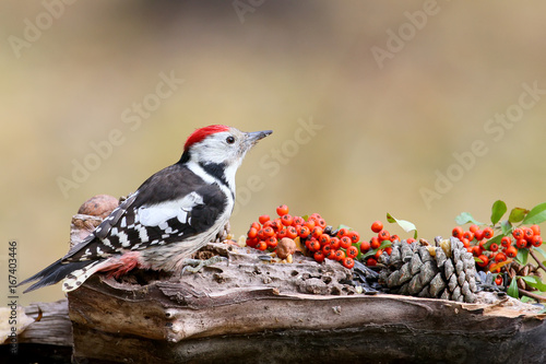 Portrait of an middle spotted woodpecker with hawthorn berries and fir cones. photo