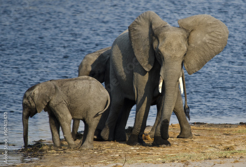 Elephants 3 - Bwabwata National Park - Namibia
