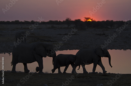 Elephants 7 - Etosha National Park - Namibia