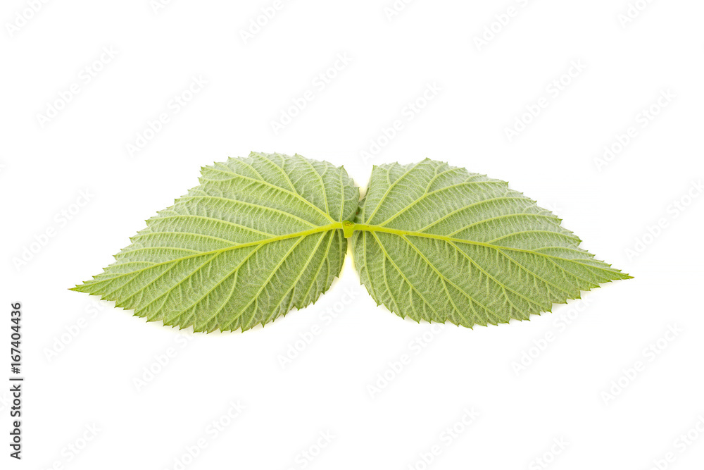 Obraz premium Raspberry leaves on white background