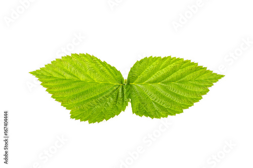 Raspberry leaf on white background