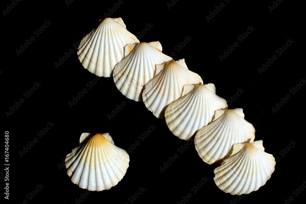 Mediterranean scallops shells on black background Mediterranean scallops shells on black background