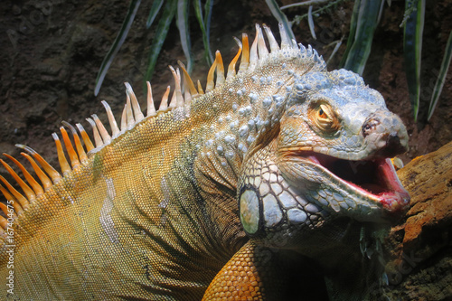 Portrait of a big iguana on the forest
