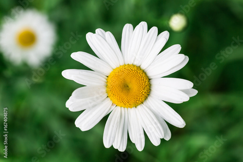 Chamomile on a green background