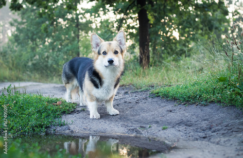 Morning. Fog. Dog breed Welsh corgi pembroke for a walk in the beautiful forest.