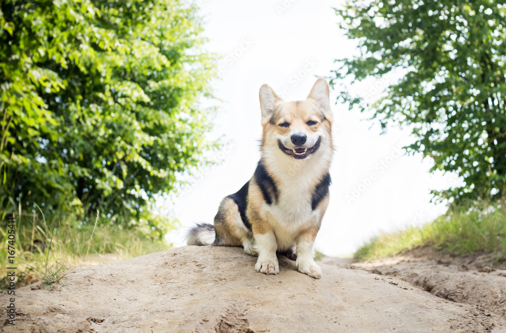 Morning. Fog. Dog breed Welsh corgi pembroke for a walk in the beautiful forest. Morning. Fog. Dog breed Welsh corgi pembroke for a walk in the beautiful forest.