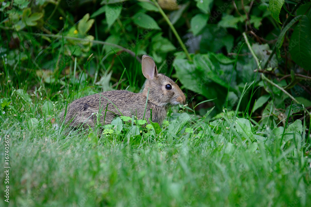 Rabbit in the yard Rabbit in the yard