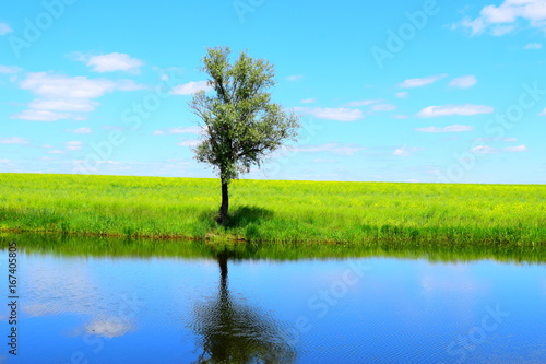 landscape. Tree by the lake © Aleh
